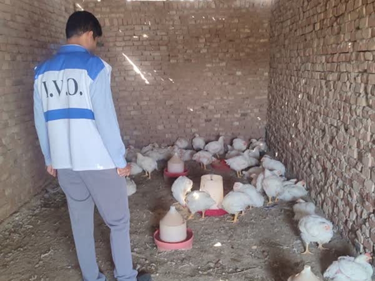 برخورد قاطع  با واحدهای غیرمجاز کشتار و عرضه طیور